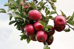 復職した保育士が時短勤務を可能にする園はどこですか？