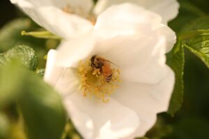 復職後の保育士が知っておくべきかみつきやひっかきへの対応方法は？